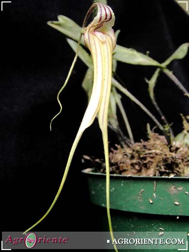 Orqu�deas - Masdevallia amaluzae